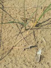 Acanthodactylus erythrurus