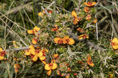 Dillwynia sericea