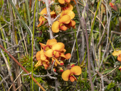 Dillwynia sericea