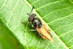 Hoplitimyia mutabilis