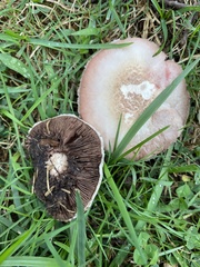 Agaricus campestris