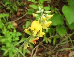 Crotalaria incana