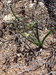 Albuca setosa