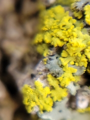 Candelaria concolor
