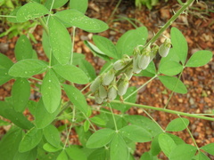 Crotalaria incana