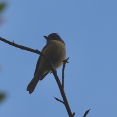 Contopus latirostris