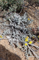 Berkheya cuneata