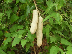 Adenocalymma inundatum