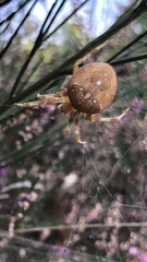 Araneus pallidus