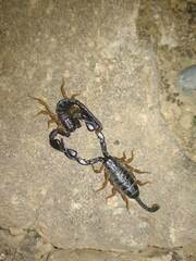 Euscorpius flavicaudis