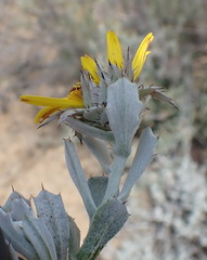 Berkheya cuneata