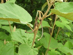 Helicteres baruensis