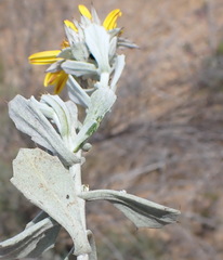 Berkheya cuneata