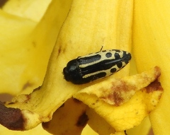 Acmaeodera scalaris