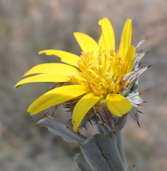 Berkheya cuneata