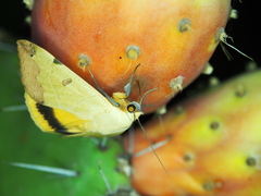 Ophiusa tirhaca