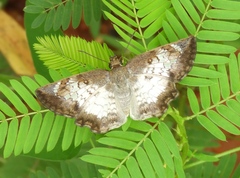 Antigonus emorsa