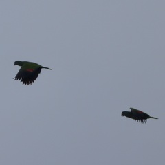 Amazona arausiaca