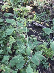 Impatiens pallida