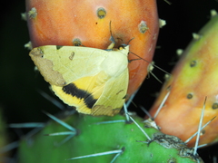 Ophiusa tirhaca