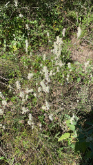 Froelichia floridana