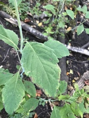 Impatiens pallida