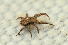 Caeculidae