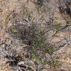 Gorteria integrifolia