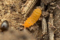 Bilobella aurantiaca