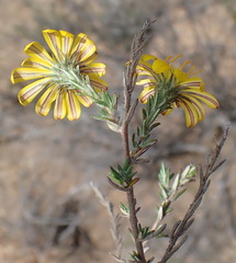 Gorteria integrifolia