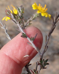 Gorteria integrifolia