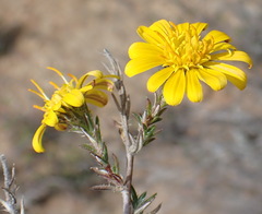 Gorteria integrifolia