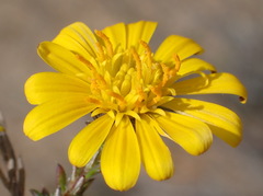 Gorteria integrifolia