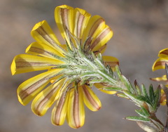 Gorteria integrifolia