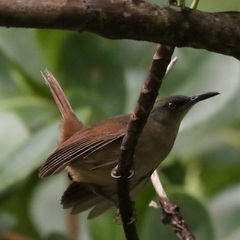 Cinclocerthia ruficauda