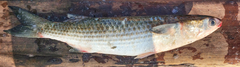 Mugil