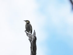 Gavicalis virescens