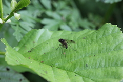 Chrysopilus cristatus