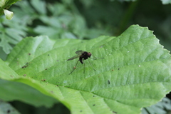 Chrysopilus cristatus
