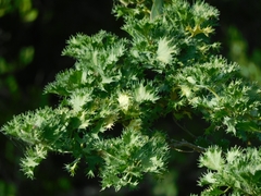 Cnidoscolus tehuacanensis