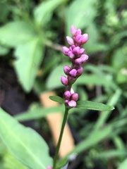 Persicaria