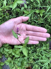Persicaria
