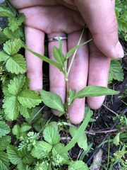 Persicaria