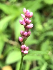 Persicaria