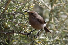 Nectariniidae