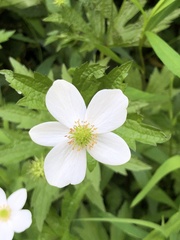 Anemonastrum