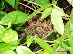 Crotalus tzabcan