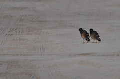 Acridotheres tristis