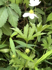 Anemonastrum