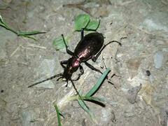 Carabus rutilans